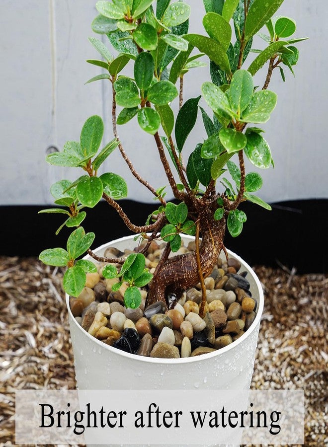 FANTIAN حصى حوض السمك من فانتيان، وزن 2 رطل، حصى بازلاء بحجم 2/5 بوصة لحوض السمك، حصى زينة، صخور نهرية للنباتات، مزهريات نباتات عصارية، نوافير مياه داخلية، وتنسيق الحدائق الخارجية - Image 4